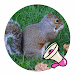 The Sound Of A Squirrel APK