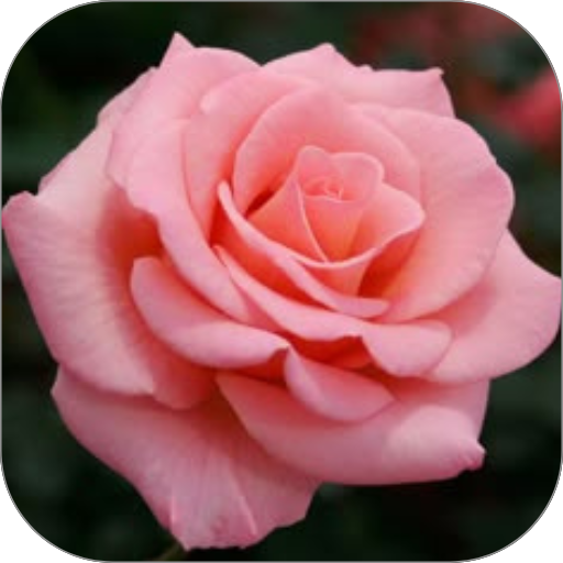 Light Pink Rose WalL Download on Windows