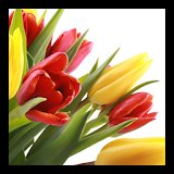 Tulips PRO live wallpaper icon