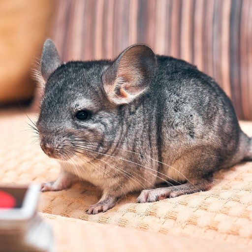 Chinchilla Sounds logo