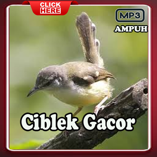 Masteran Burung Ciblek Gacor Download on Windows