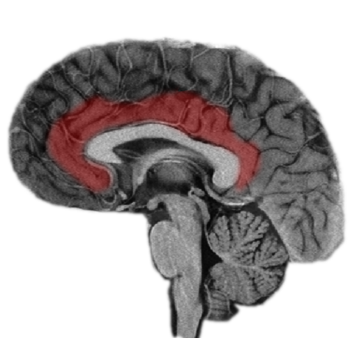 NeuroSlice  Icon