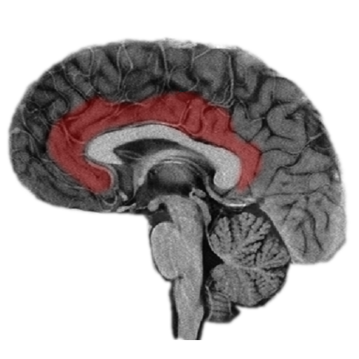 NeuroSlice logo