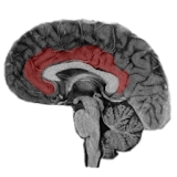 NeuroSlice icon