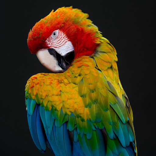 Parrot Sounds logo
