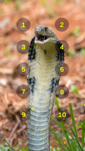 King Cobra Snake Soundboard Screen 2