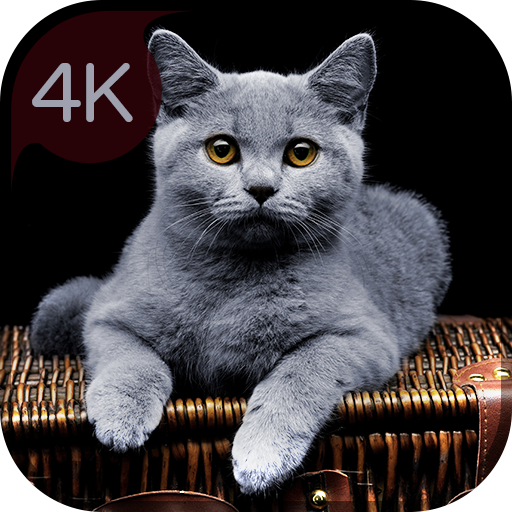 Hình nền mèo 4K của bạn - Ứng dụng trên Google Play