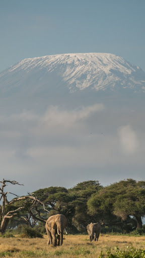 Kilimanjaro Wallpapers Screen 2