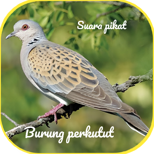 Suara pikat burung perkutut Download on Windows