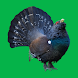 Манок на лесную и горную птицу - Androidアプリ