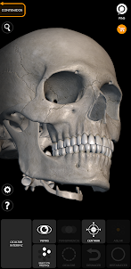 Esqueleto | Anatomía 3D