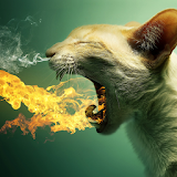 flame cat live wallpaper icon