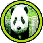Cover Image of ดาวน์โหลด Panda Wallpapers HD  APK