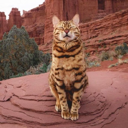 Exotic Cat Wallpapers Logo