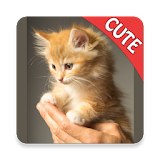 Cute Cats Memory Matching Game icon