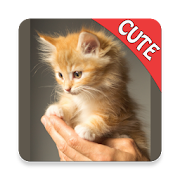 Cute Cats Memory Matching Game 1.75 Icon