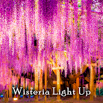 Cover Image of Download Wisteria Light Up Theme  APK