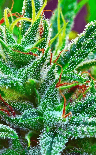 Rasta Weed Live Wallpaper