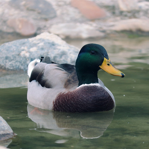 Mallard Duck Sounds