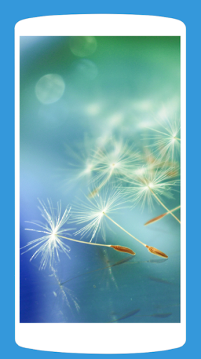 Dandelion Wallpaper HD 4K