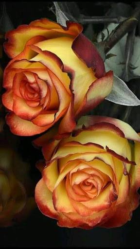 I love flowers Live Wallpapers, Roses Animated GIF