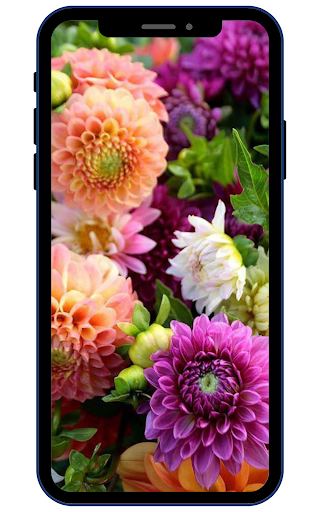 Dahlia Flower Wallpaper HD Screen 2