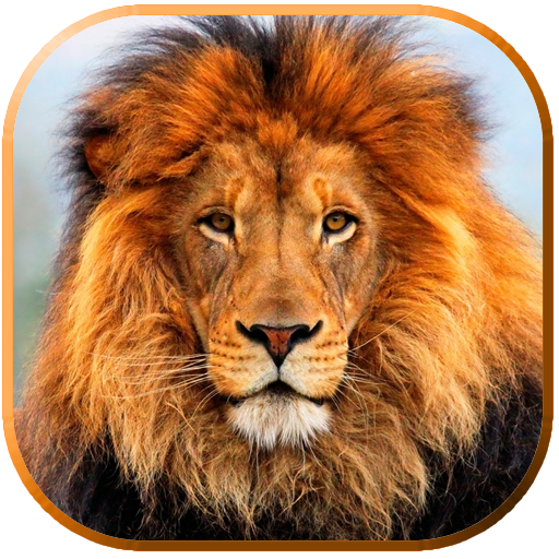 Top 49+ imagen aplicaciones de leones