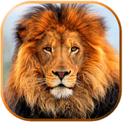 Imagenes de Leones