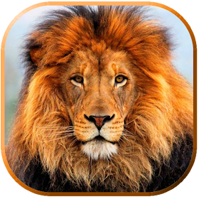 Imagenes de Leones by DiegoApps - Imagenes con Frases - (Android Apps) —  AppAgg