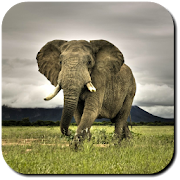 Top 17 Lifestyle Apps Like Elephant Wallpapers - Best Alternatives
