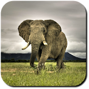 Elephant Wallpapers