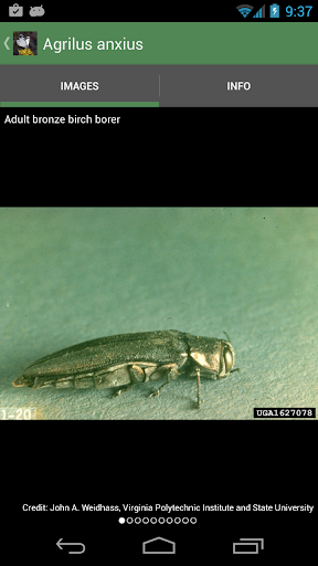 Forest Insect Pests Screen 3