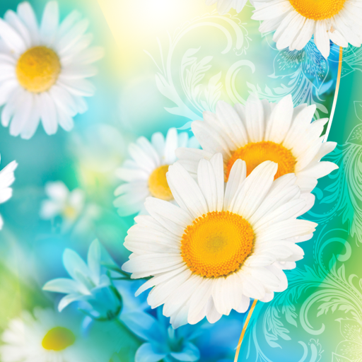 Daisies Live Wallpaper logo