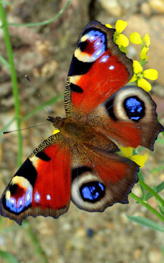 Wallpaper HD FullHD 2K