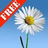 Lovely Daisies Free LWP icon
