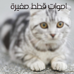 Cover Image of Download اصوات قطط صغيرة وكيوت  APK