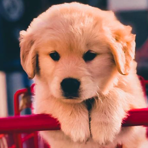 Puppy & Dog Wallpapers HD - AppWisp.com