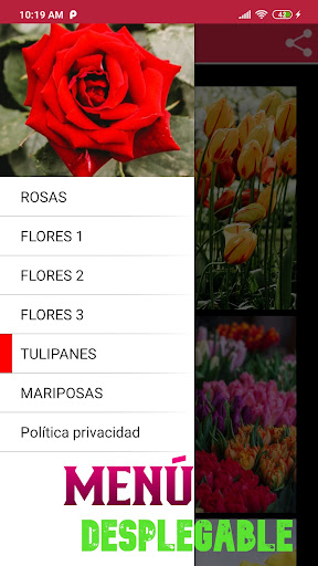 Hermosas Flores y Rosas