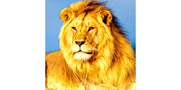 Lion Live Video Wallpaper – Apps on Google Play