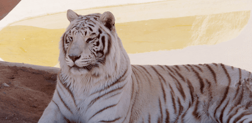 Tiger Live Wallpaper