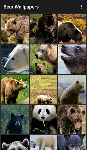 Bear Wallpapers Screen 2