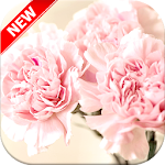 Cover Image of Tải xuống Carnation Wallpaper HD 1.0 APK