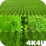 4K Green Live Wallpaper icon