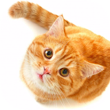 CAT Wallpapers v1 icon