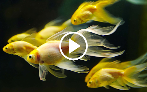Fish Video Live Wallpaper for PC / Mac / Windows  - Free Download -  