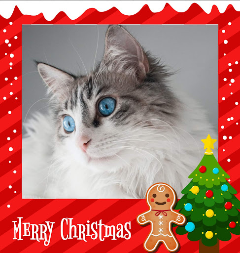 Android application Christmas Photo Frame screenshort