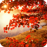 Autumn HD Live Wallpaper icon
