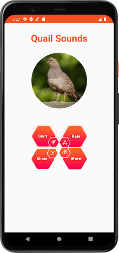 Quail Sounds Screen 2