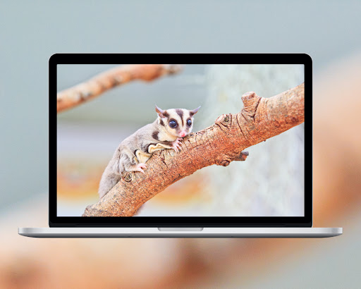 Sugar Glider Wallpaper
