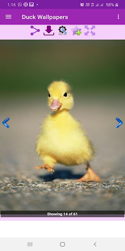 Duck Wallpapers Gallery Screen 3